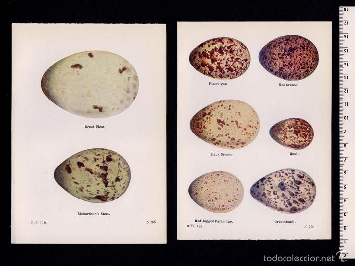 Coleccionismo: HUEVOS DE P&Aacute;GALO, PERDIZ, CODORNIZ, ARAO, ALCA. L&Aacute;MINA ORNITOLOG&Iacute;A, P&Aacute;JAROS, AVES. 1947