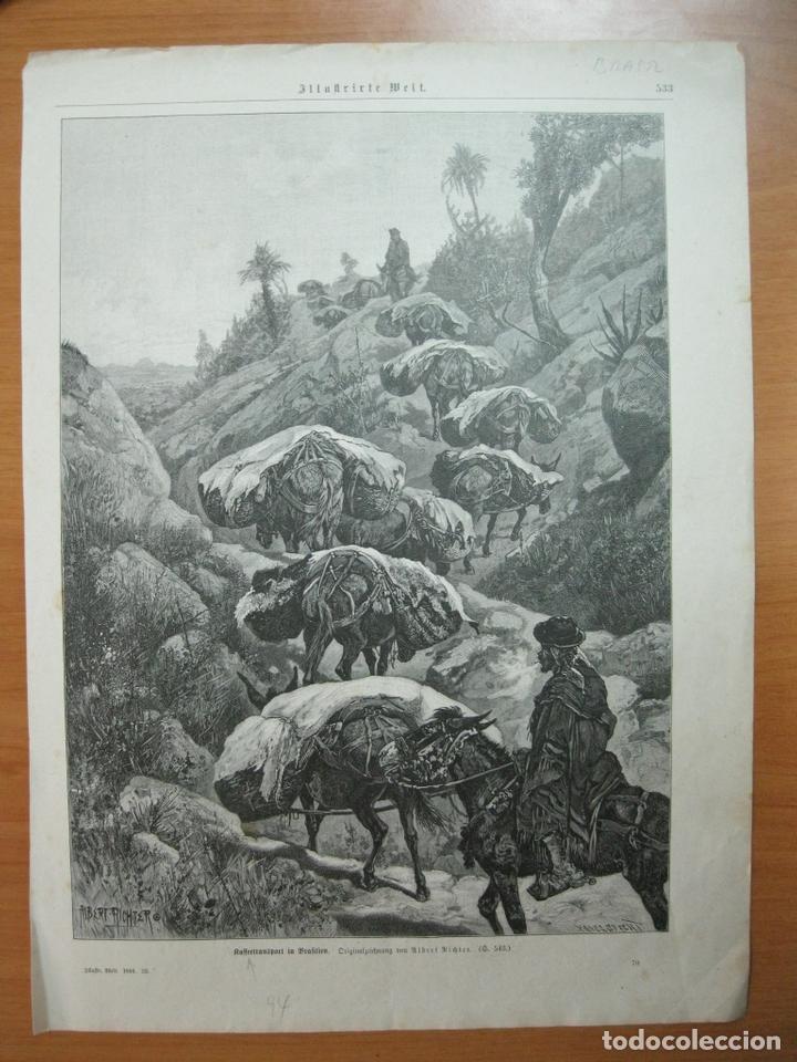 Coleccionismo: Transporte con mulas, (Brasil), 1894 - Foto 2