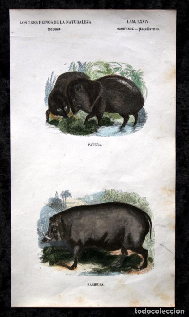 Colecionismo: GRABADO COLOR - ca 1850 - PAQUIDERMOS - PATERA - RABIRUSA - 22,5x12,5cm -  BUFFON