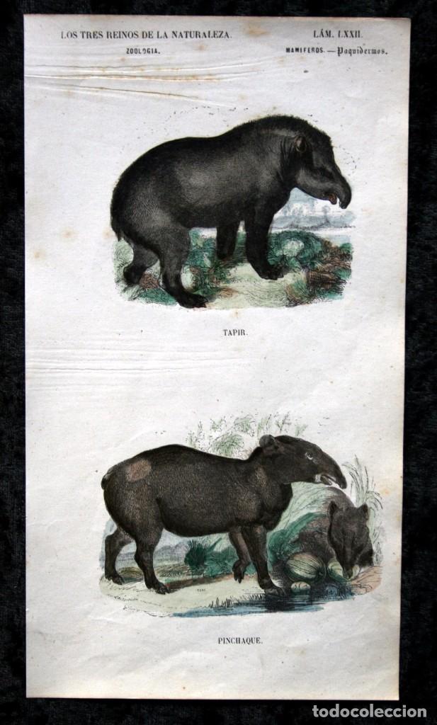 Colecionismo: GRABADO COLOR - ca 1850 - PAQUIDERMOS - TAPIR - PINCHAQUE - 22,5x12,5cm -  BUFFON