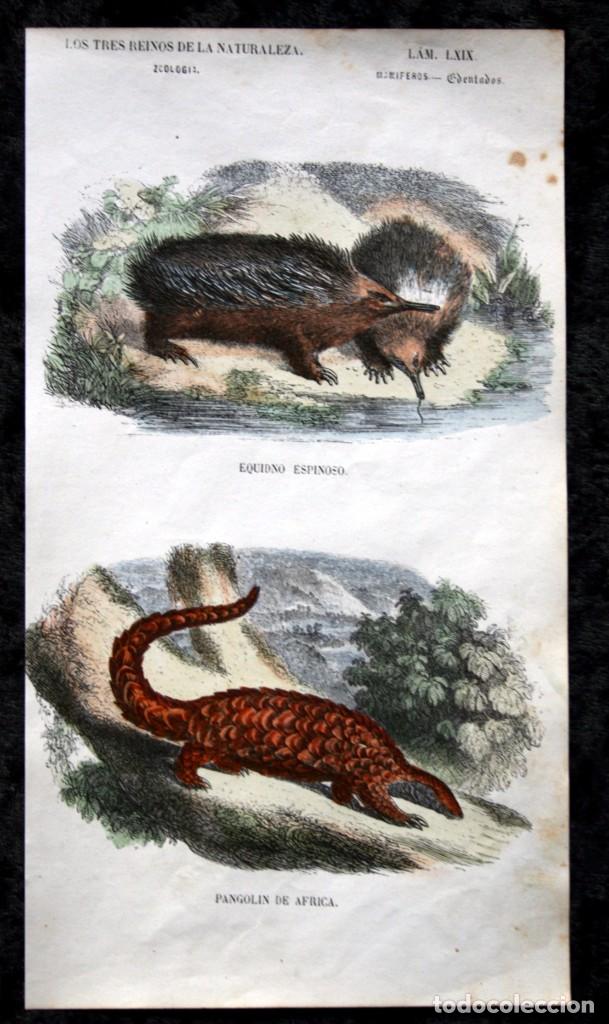 Colecionismo: GRABADO COLOR -ca 1850 -EDENTADOS - EQUIDNO ESPINOSO - PANGOLIN DE AFRICA aprox. 22,4x12,4cm  BUFFON
