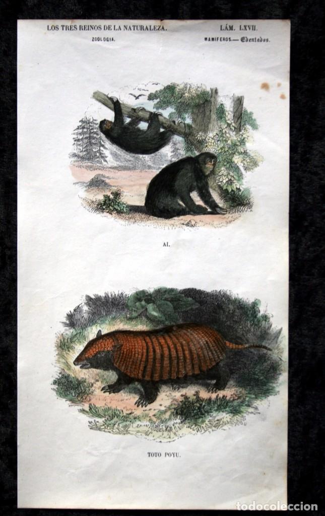 Colecionismo: GRABADO COLOR - ca 1850 - EDENTADOS - AI - TOTO POYU - aprox. 22,4x12,4cm BUFFON