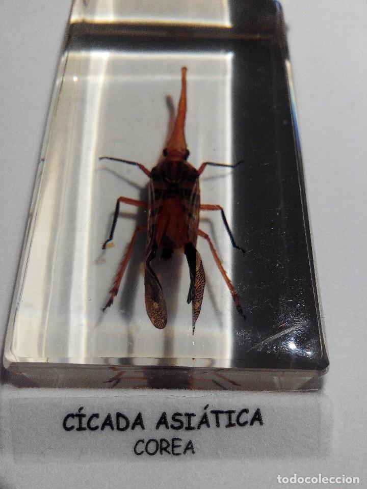 Coleccionismo: CICADA ASIATICA CHINA (COL. BICHOS - NATIONAL GEOGRAPHIC, NUEVO EN METACRILATO)