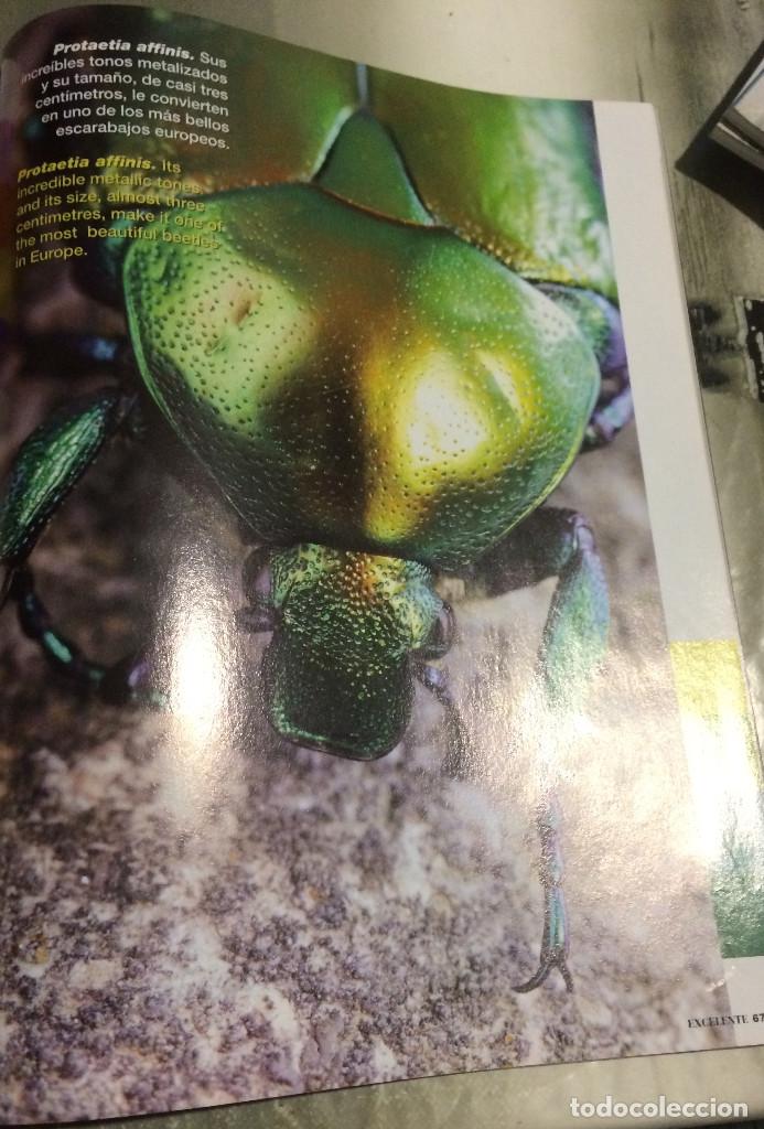 Coleccionismo: Fotograf&iacute;a art&iacute;stica. Escarabajo. P&aacute;gina de revista, enmarcable.