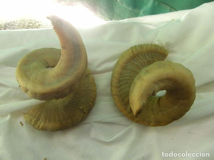 Coleccionismo: DEFENSAS DE CABRA MONTESA-BASTANTE ANTIGUAS