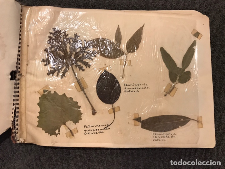 Album Hojas Secas Botanica H 1960 Comprar En Todocoleccion 86358520