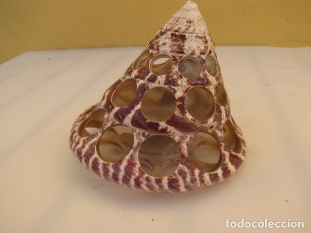 Coleccionismo: Cigarrera de concha. 10 cm - Foto 1