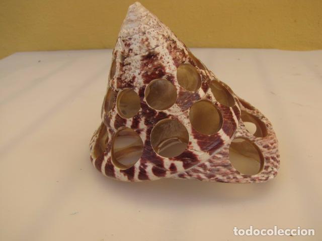 Coleccionismo: Cigarrera de concha. 10 cm - Foto 2