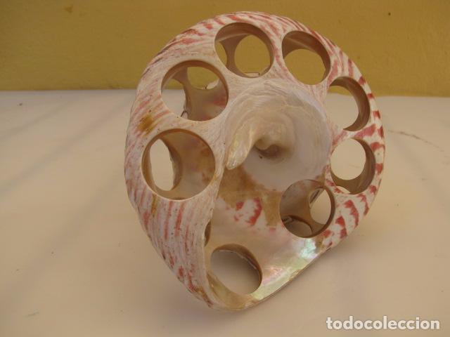 Coleccionismo: Cigarrera de concha. 10 cm - Foto 4