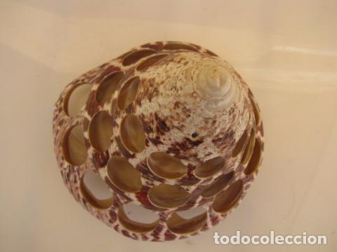 Coleccionismo: Cigarrera de concha. 10 cm - Foto 5