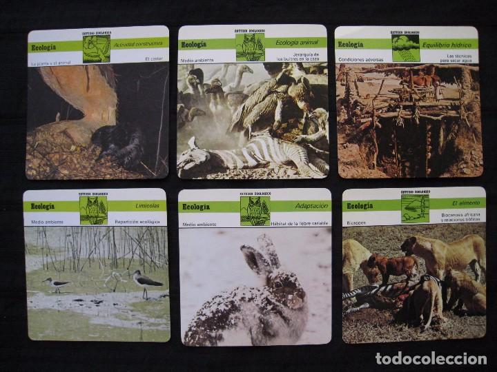 Sammelleidenschaft Papier: LOTE 6 FICHAS COLECCIONABLES DE ANIMALES - ECOLOGIA - ED.RENCONTRE - S.A.P.E. 1978 / 1979.