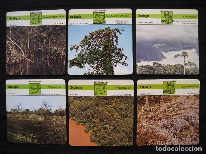 Sammelleidenschaft Papier: LOTE 6 FICHAS COLECCIONABLES DE ANIMALES - ECOLOGIA - ED.RENCONTRE - S.A.P.E. 1978 / 1979.