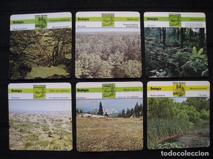 Sammelleidenschaft Papier: LOTE 6 FICHAS COLECCIONABLES DE ANIMALES - ECOLOGIA - ED.RENCONTRE - S.A.P.E. 1978 / 1979 / 1980.