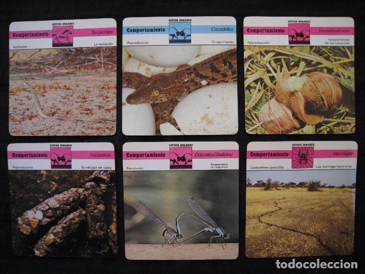 Sammelleidenschaft Papier: LOTE 6 FICHAS COLECCIONABLES DE ANIMALES - COMPORTAMIENTO - ED.RENCONTRE - S.A.P.E. 1978 / 1979.