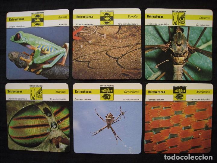 Sammelleidenschaft Papier: LOTE 6 FICHAS COLECCIONABLES DE ANIMALES - ESTRUCTURAS - ED.RENCONTRE - S.A.P.E. 1978.