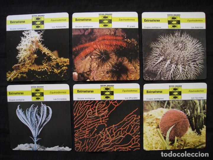 Sammelleidenschaft Papier: LOTE 6 FICHAS COLECCIONABLES DE ANIMALES - ESTRUCTURAS - ED.RENCONTRE - S.A.P.E. 1978 / 1979.