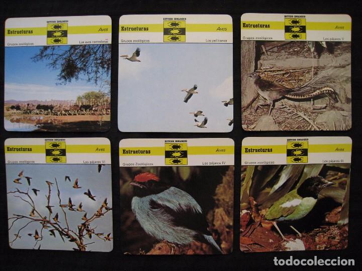 Sammelleidenschaft Papier: LOTE 6 FICHAS COLECCIONABLES DE ANIMALES - ESTRUCTURAS - ED.RENCONTRE - S.A.P.E. 1978 / 1980.