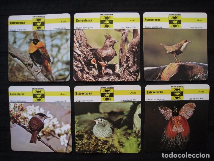 Sammelleidenschaft Papier: LOTE 6 FICHAS COLECCIONABLES DE ANIMALES - ESTRUCTURAS - ED.RENCONTRE - S.A.P.E. 1980.