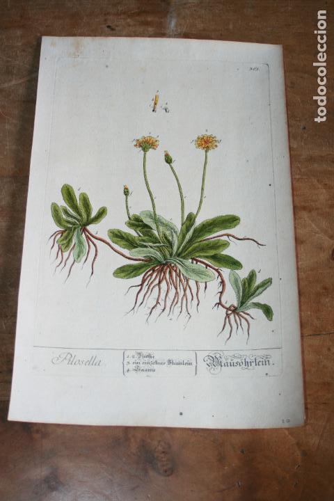 Coleccionismo: PRECIOSA Y MUY ANTIGUA LAMINA A COLOR, BOTANICA, PILOSELLA LETRA GOTICA EN ALEMAN MUCHO DETALLE