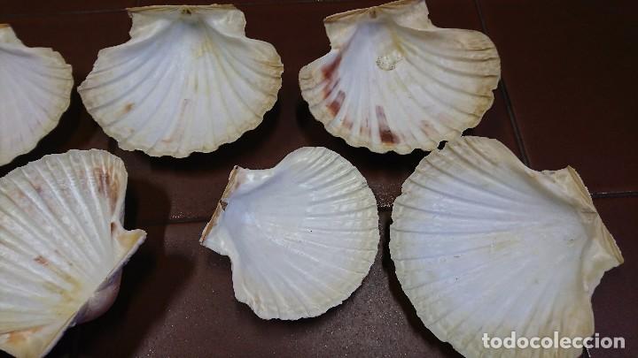 Coleccionismo: LOTE DE 12 CONCHAS, VEIRAS - Foto 2