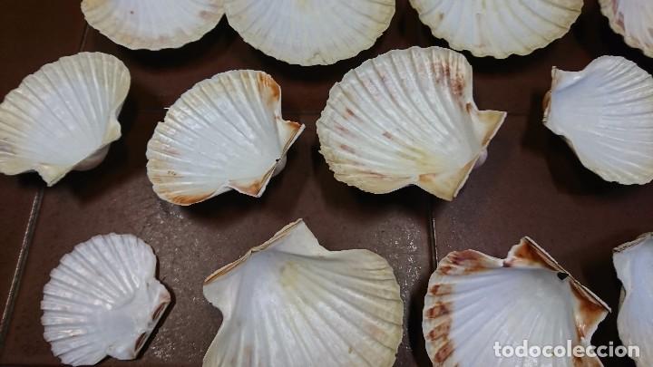 Coleccionismo: LOTE DE 12 CONCHAS, VEIRAS - Foto 3