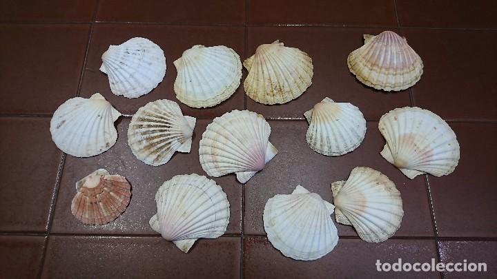 Coleccionismo: LOTE DE 12 CONCHAS, VEIRAS - Foto 4