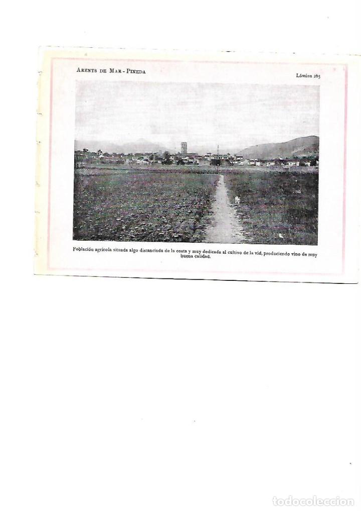 Collezionismo: A&Ntilde;O 1922 PINEDA MARESME AGRICULTURA VID VINO LAMINA FOTOGRAFICA TIPO POSTAL