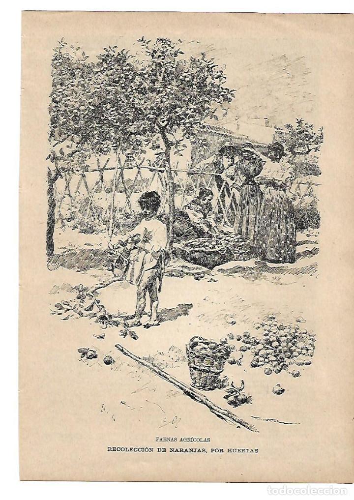 Collezionismo: A&Ntilde;O 1898 RECORTE PRENSA DIBUJO RECOLECCION DE NARANJAS FAENAS TRABAJOS AGRICOLAS HUERTAS