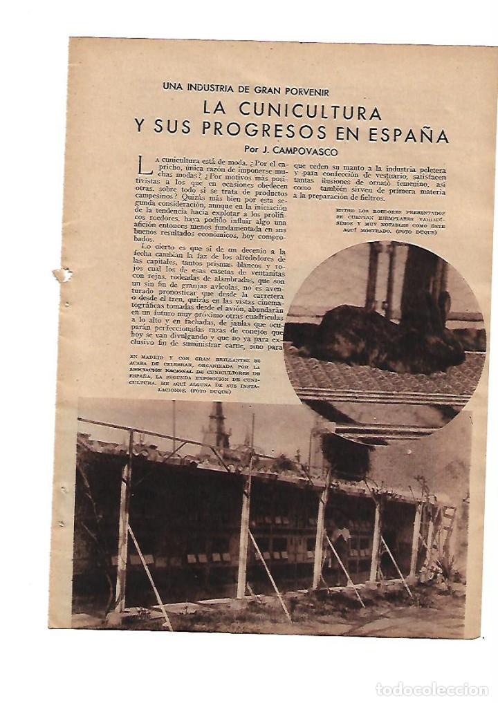 Collectionnisme: A&Ntilde;O 1934 RECORTE PRENSA LA CUNICULTURA INDUSTRIA DE GRAN PROVENIR CONEJOS