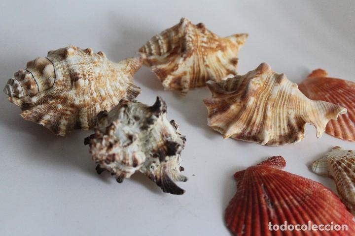Coleccionismo: Caracola marina, strombidae ? mar conchas malacologia, elementos marinos decorativos