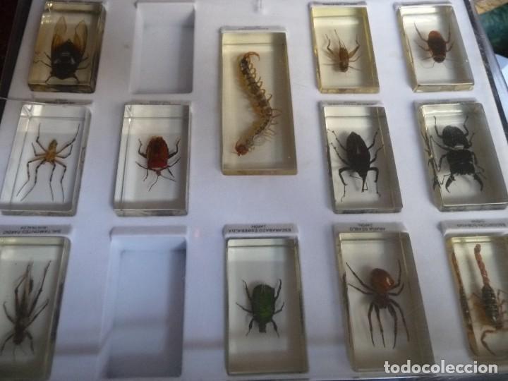 Coleccionismo: entomologia. 12 bichos 7x4 y 11 cm mayor, tapa estuche rota,pero la base util.pisapapeles