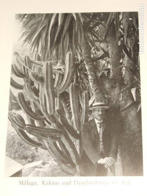 Collecting paper: MALAGA CACTUS ANTIGUA LAMINA HUECOGRABADO A&Ntilde;OS 20