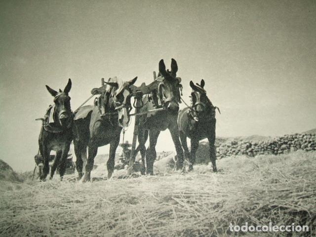 Collectionnisme: AVILA TRILLANDO LAMINA HUECOGRABADO A&Ntilde;OS 40