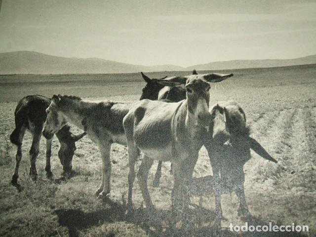 Collecting paper: AVILA BURROS LAMINA HUECOGRABADO A&Ntilde;OS 40
