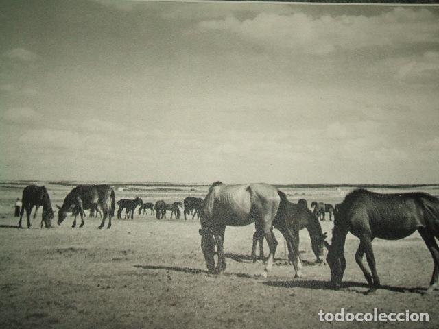 Collecting paper: MEDINA DEL CAMPO VALLADOLID CABALLOS LAMINA HUECOGRABADO A&Ntilde;OS 40