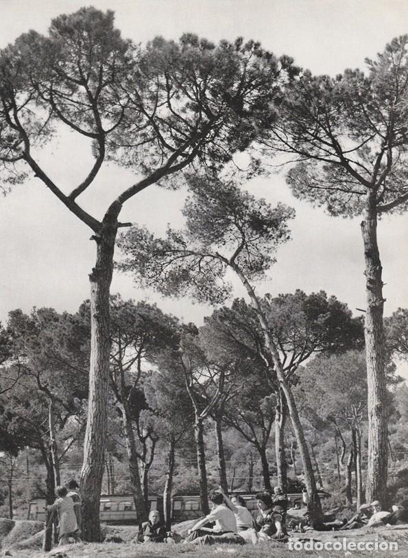 Coleccionismo: BARCELONA ANTIGUA - LAMINA / HOJA RECORTADA - LAS PLANAS - BOSQUE Y PINOS COMIDAS FAMILIARES -