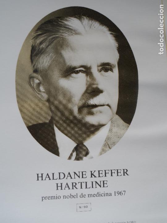 Coleccionismo: HALDANE KEFFER HARTLINE  PREMIO NOBEL MEDICINA  1967 ANVERSO FOTO REVERSO BIOGRAFIA
