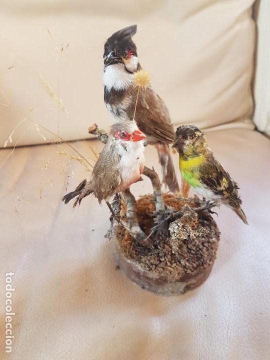 Curiosos Y Bonitos Pajaros Disecados Sold Through Direct Sale 122215887