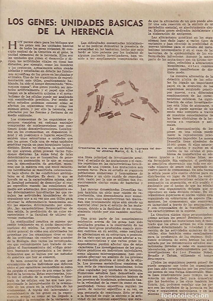 Collectionnisme: A&Ntilde;O 1962 RECORTE PRENSA LOS GENES UNIDADES BASICAS DE LA HERENCIA GENETICA