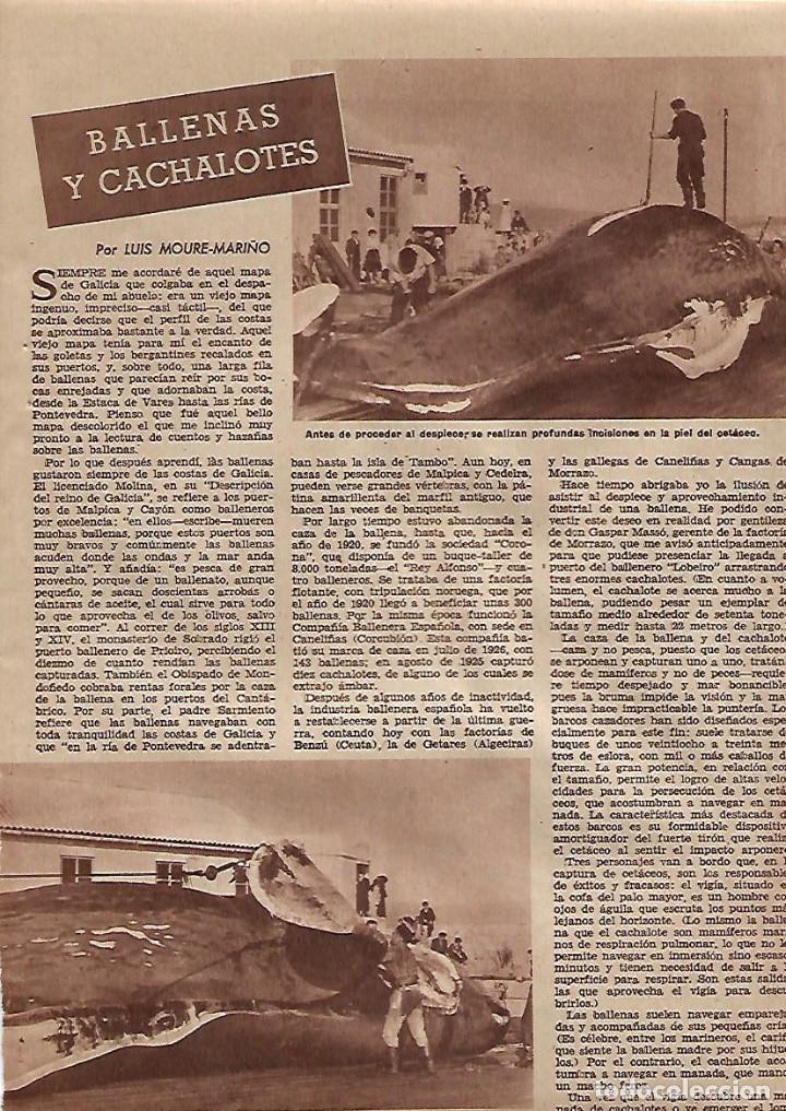 Sammelleidenschaft Papier: A&Ntilde;O 1957 RECORTE PRENSA CAZA PESCA BALLENAS CACHALOTES COSTAS DE GALICIA
