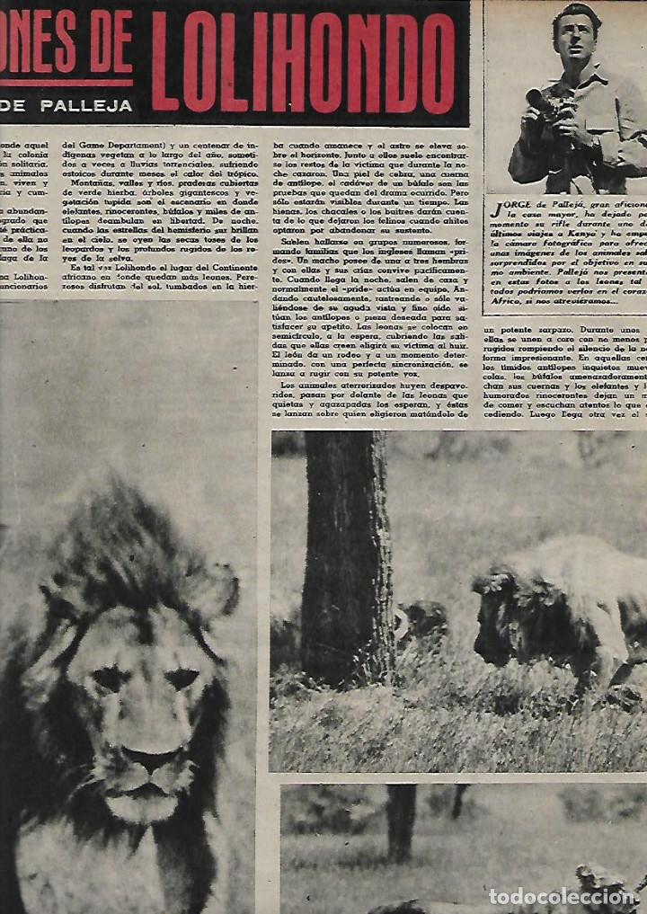 Sammelleidenschaft Papier: A&Ntilde;O 1959 RECORTE PRENSA ANIMALES LEON LOS LEONES DE LOLIHONDO