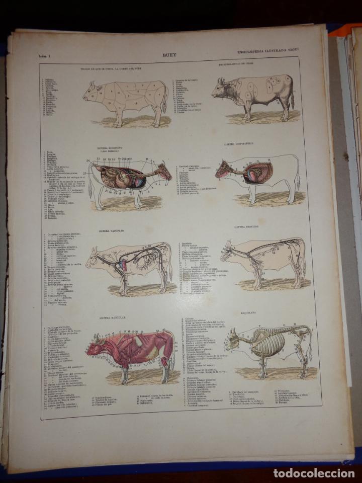Coleccionismo: BUEY - L&Aacute;MINA DE 2 CARAS - ENCICLOPEDIA ILUSTRADA SEGU&Iacute; 1905 - 1910