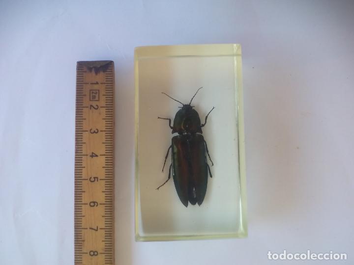 Coleccionismo: ESCARABAJO RESORTE. CHINA. INSECTO EN METACRILATO. COLECCI&Oacute;N BICHOS. RBA