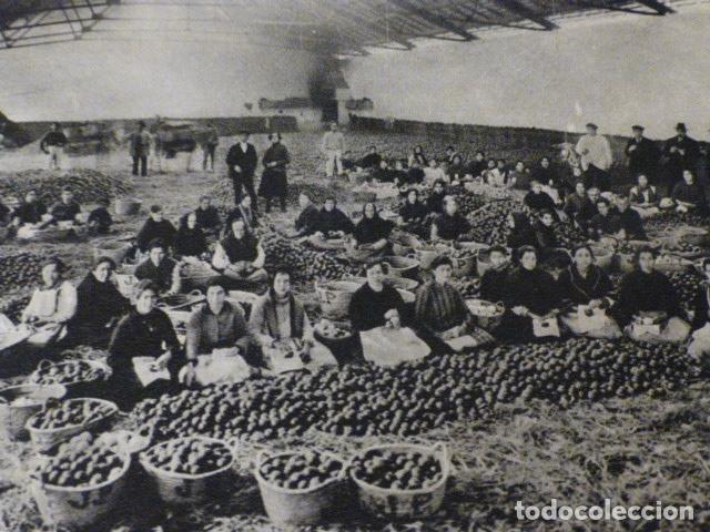 Collecting paper: VALENCIA LABOR DE LA NARANJA ANTIGUO HUECOGRABADO A&Ntilde;OS 40