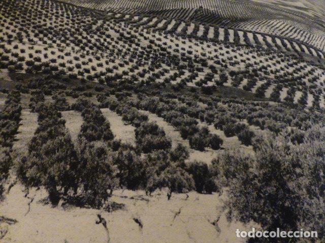 Collectionnisme: ANDALUCIA OLIVARES ANTIGUA LAMINA HUECOGRABADO A&Ntilde;OS 40