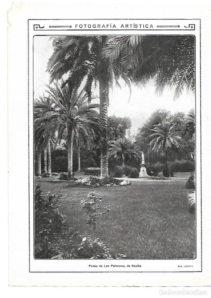 Sammelleidenschaft Papier: A&Ntilde;O 1913 RECORTE PRENSA FOTOGRAFIA ARTISTICA PASEO DE LAS PALMERAS DE SEVILLA