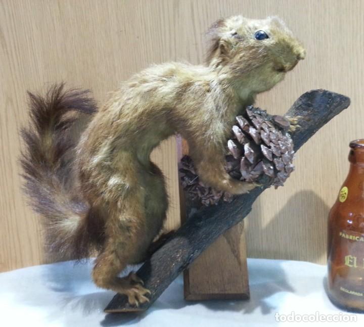 Taxidermia Demigrante A La Venta Fotos Risas Foro Coches