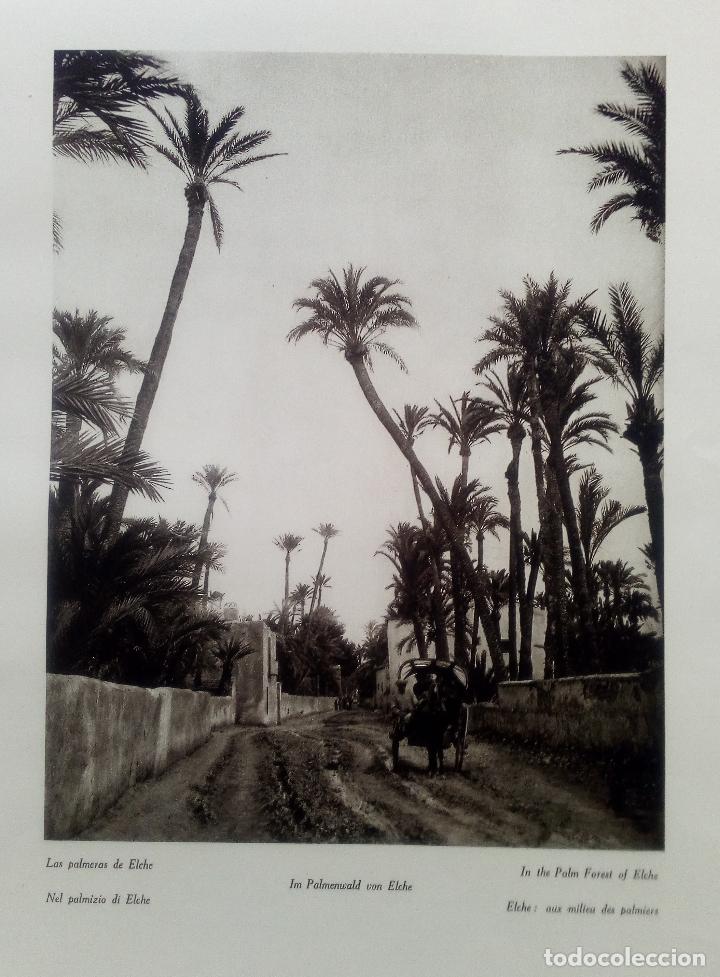 Collezionismo: PALMERAL DE ELCHE (ALICANTE) - LAMINA DE 1922