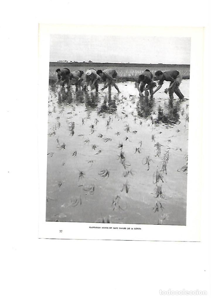 Colecionismo: A&Ntilde;O 1961 RECORTE PRENSA FOTOGRAFIA PLANTANDO ARROZ EN SANT CARLES DE LA RAPITA