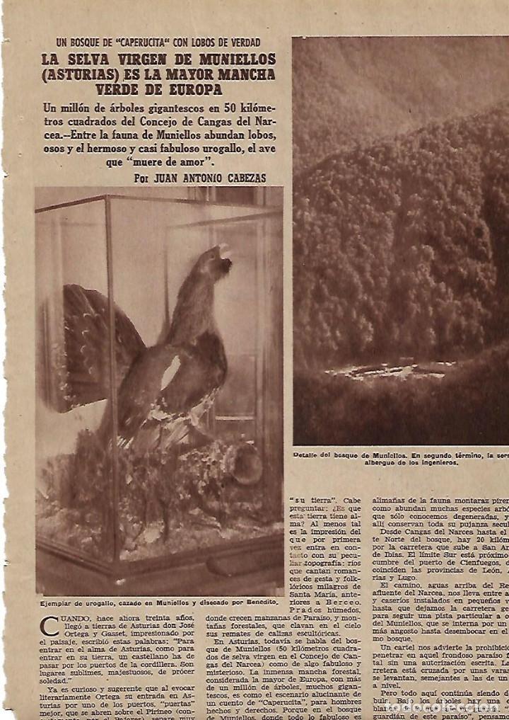 Coleccionismo: A&Ntilde;O 1955 RECORTE PRENSA LA SELVA VIRGEN DE MUNIELLOS ASTURIAS TRONCOS GIGANTES ROBLE ARBOL